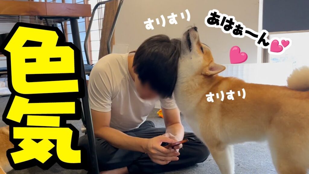 2週間ぶり兄たんと再会したらお色気ムンムンで喜ぶ柴犬がこちらです 2週間ぶり兄たんと再会したらお色気ムンムンで喜ぶ柴犬がこちらです