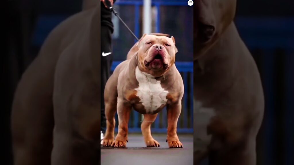 Kangal vs American bully, Dogo Argentino, Neapolitan mastiff, Husky #shorts #ytshorts #viral #dogs
