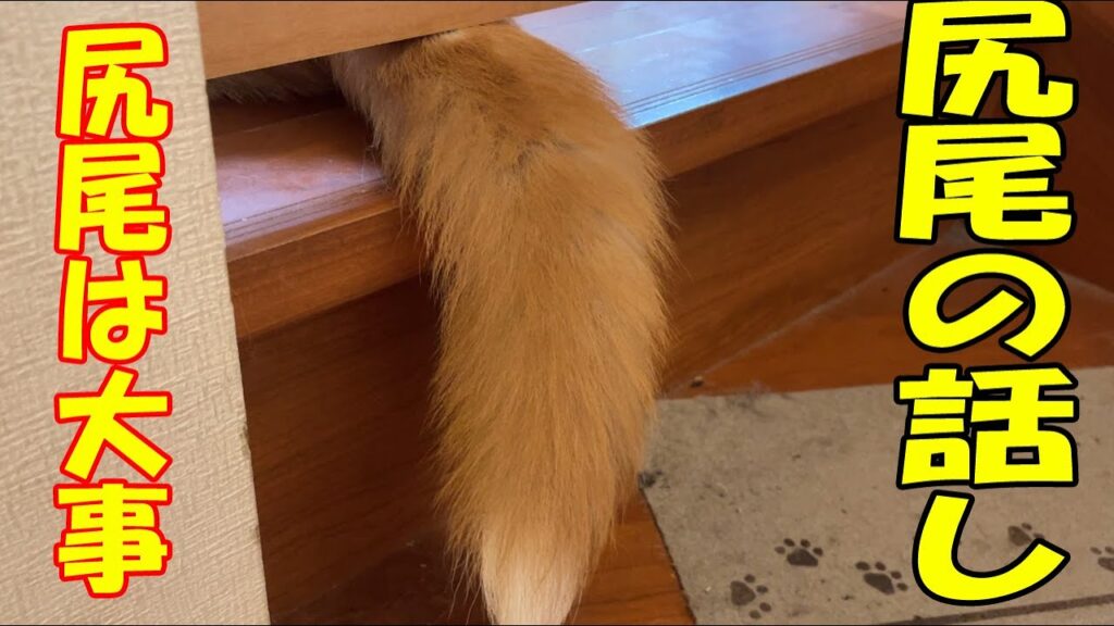 秋田犬そら君尻尾のお話し 秋田犬そら君尻尾のお話し