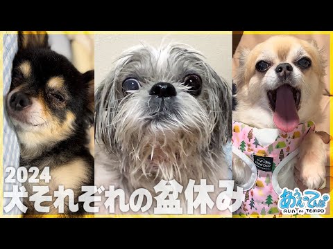 シーズーてんぽさん&チワワ〜ずのそれぞれの盆休み2024【京都&滋賀】 シーズーてんぽさん&チワワ〜ずのそれぞれの盆休み2024【京都&滋賀】