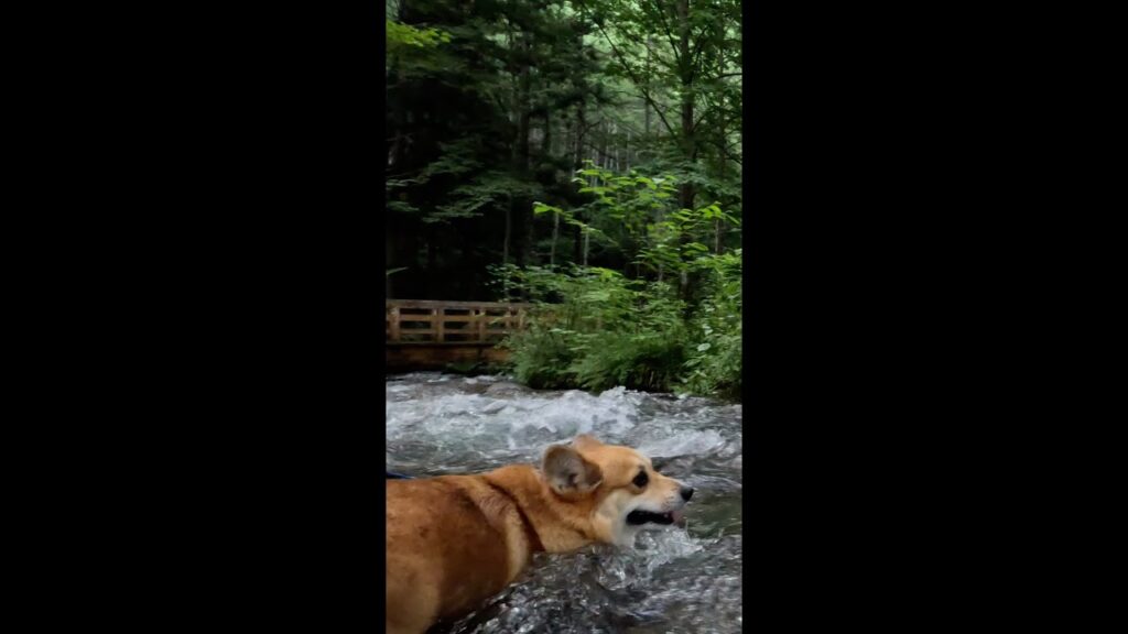 小川に浸かるだけで満足なコーギー / Corgi soaking in the stream #corgi #コーギー #サクラ