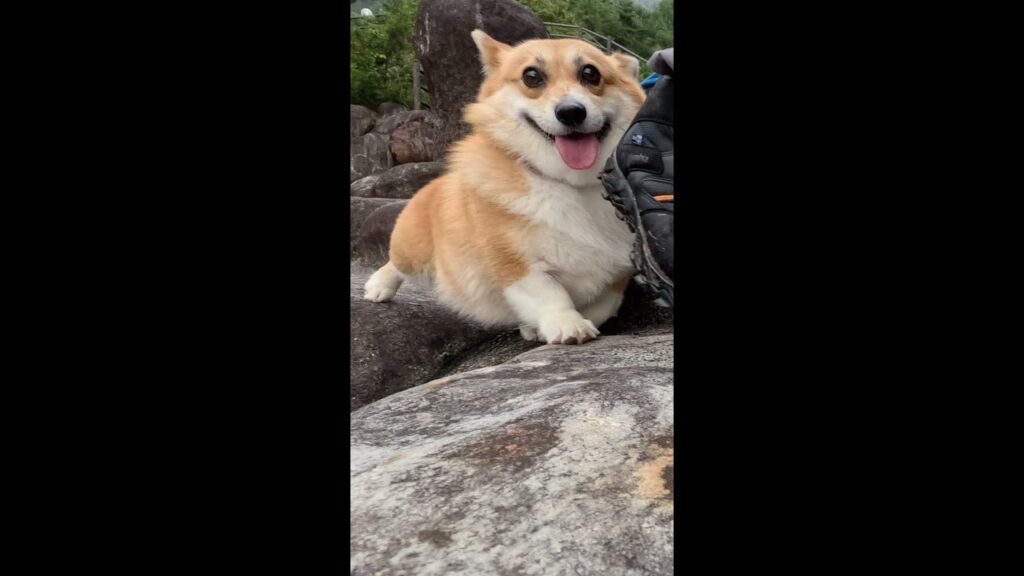 石段を下りるコーギー / Corgi going down the stone steps #corgi #サクラ #コーギー