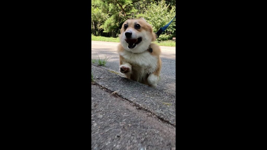 橋を渡って道路を横断するコーギー / Corgi crossing the road after crossing the bridge #corgi #コーギー #サクラ 橋を渡って道路を横断するコーギー / Corgi crossing the road after crossing the bridge #corgi #コーギー #サクラ