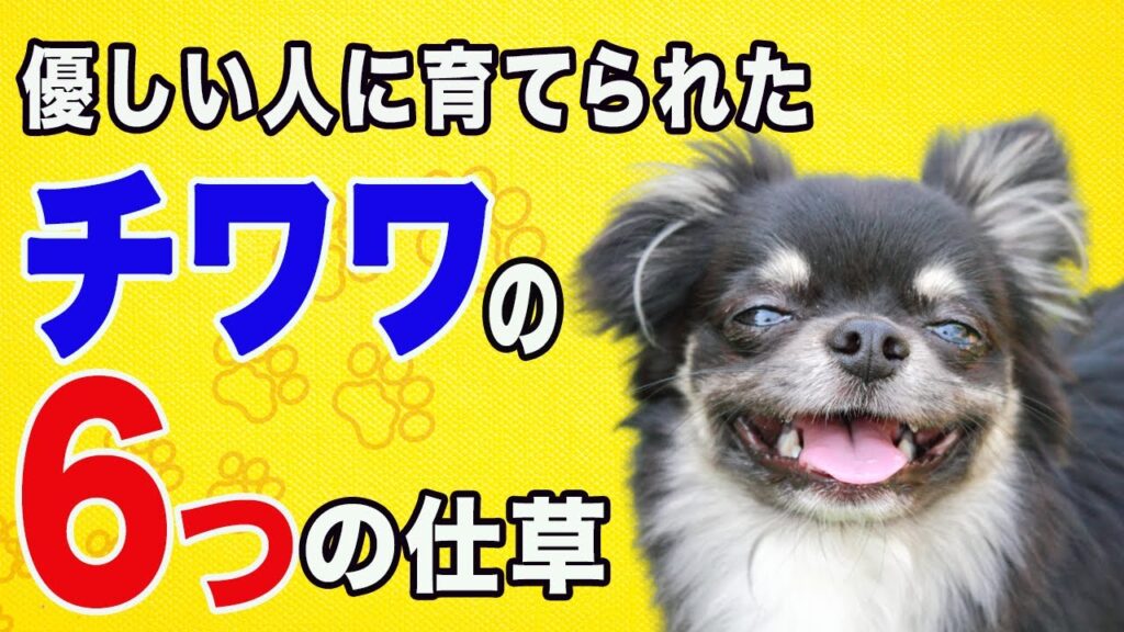 優しい飼い主に育てられたチワワ(犬)が見せる6つの行動とその理由 優しい飼い主に育てられたチワワ(犬)が見せる6つの行動とその理由