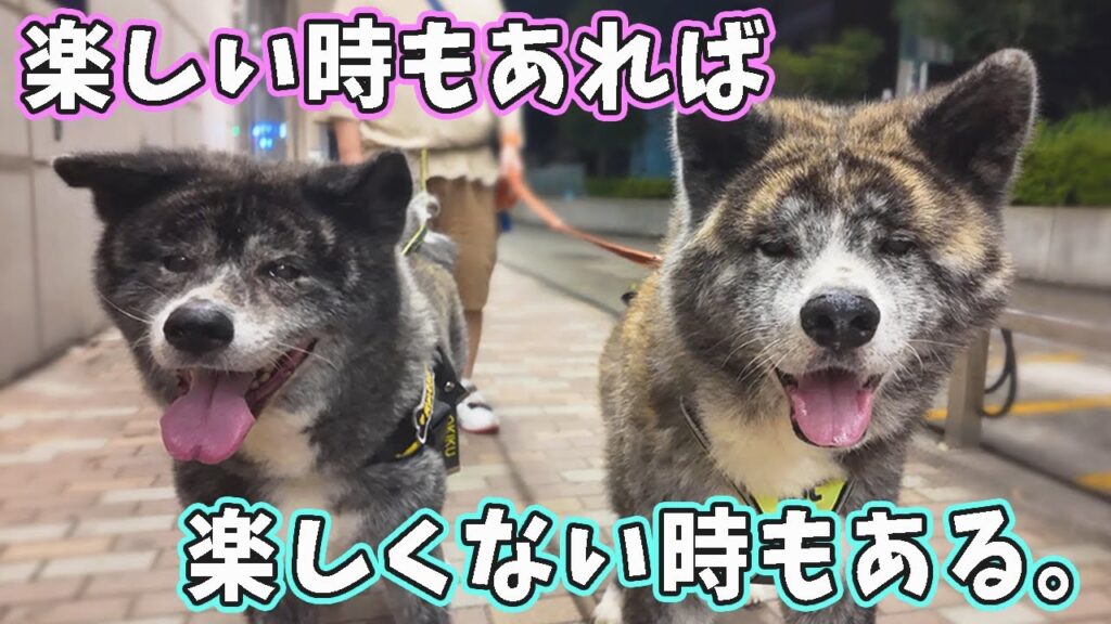 毎日楽しい散歩をする為に新しい散歩コースを探しに行く！【秋田犬】【大型犬】【akita dog】
