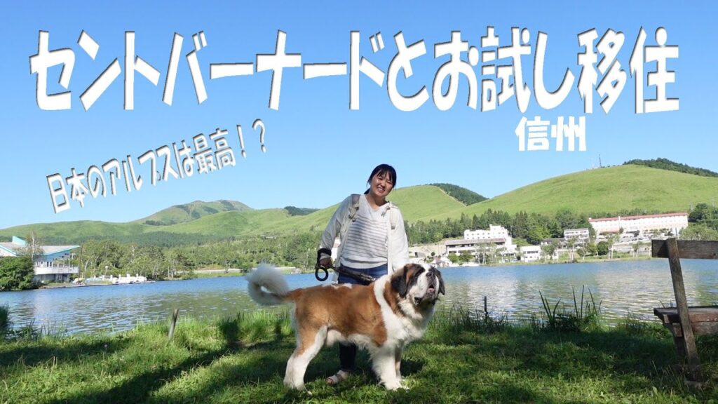 広島から長野県にセントバーナード２頭　ペキニーズ　保護猫　人間４人　総勢８人の大家族が移住します　今回は夏休みの約1ヵ月間　てんやわんやの大移住　どうなる事やら　Saint Bernard