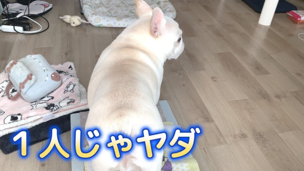 寂しがり屋のくせに先に帰る人【フレンチブルドッグ frenchbulldog】 寂しがり屋のくせに先に帰る人【フレンチブルドッグ frenchbulldog】
