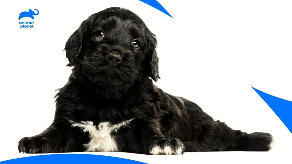 Portuguese Water Dog Puppies Dive Into Adventure | Too Cute | Animal Planet