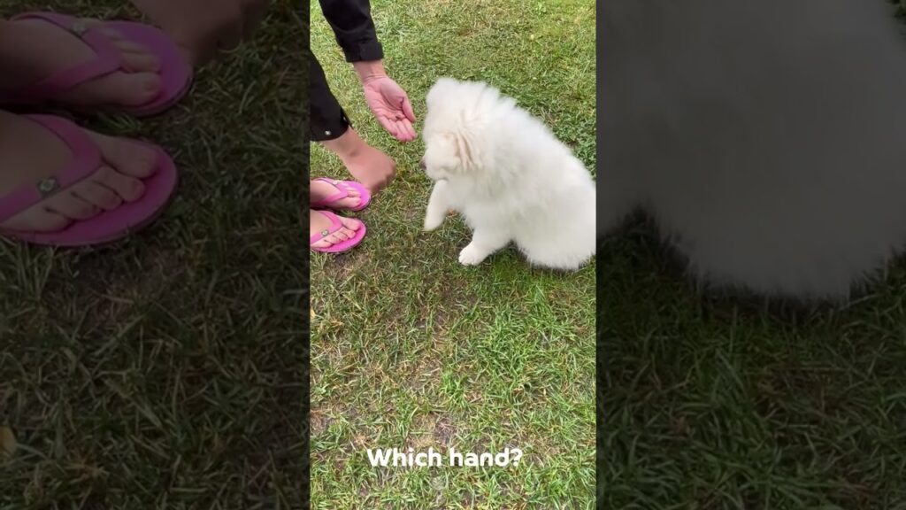 The puppy is searching for a treat