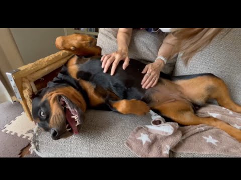 【狂犬】ロットワイラーも溺愛されるとこんなんなっちゃいます 【狂犬】ロットワイラーも溺愛されるとこんなんなっちゃいます