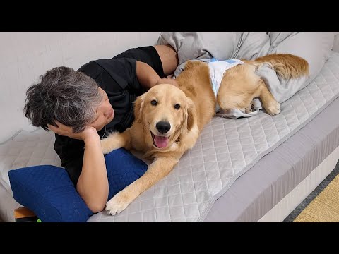 去勢手術をすると性格が変わるのはホント?躾がしやすくなるって本当なの?【Golden Retriever japan】 去勢手術をすると性格が変わるのはホント?躾がしやすくなるって本当なの?【Golden Retriever japan】