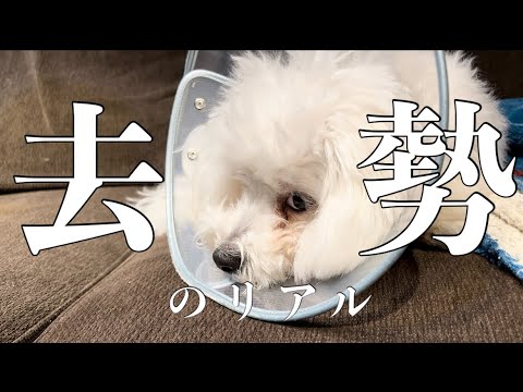 【去勢手術】抜糸までの10日間 【去勢手術】抜糸までの10日間