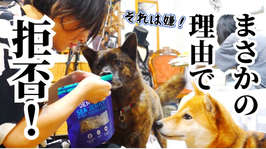 え?そんな理由で!?普段は従順な甲斐犬がオヤツを拒否した理由に驚き!!【柴犬・甲斐犬】#甲斐犬 #柴犬 #vlog え?そんな理由で!?普段は従順な甲斐犬がオヤツを拒否した理由に驚き!!【柴犬・甲斐犬】#甲斐犬 #柴犬 #vlog
