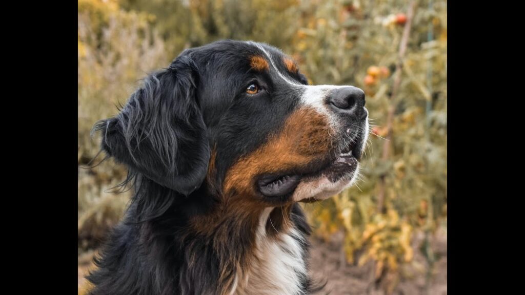 5 Fascinating Things You Didn’t Know About Berner Sennenhund #shorts 5 Fascinating Things You Didn't Know About Berner Sennenhund #shorts