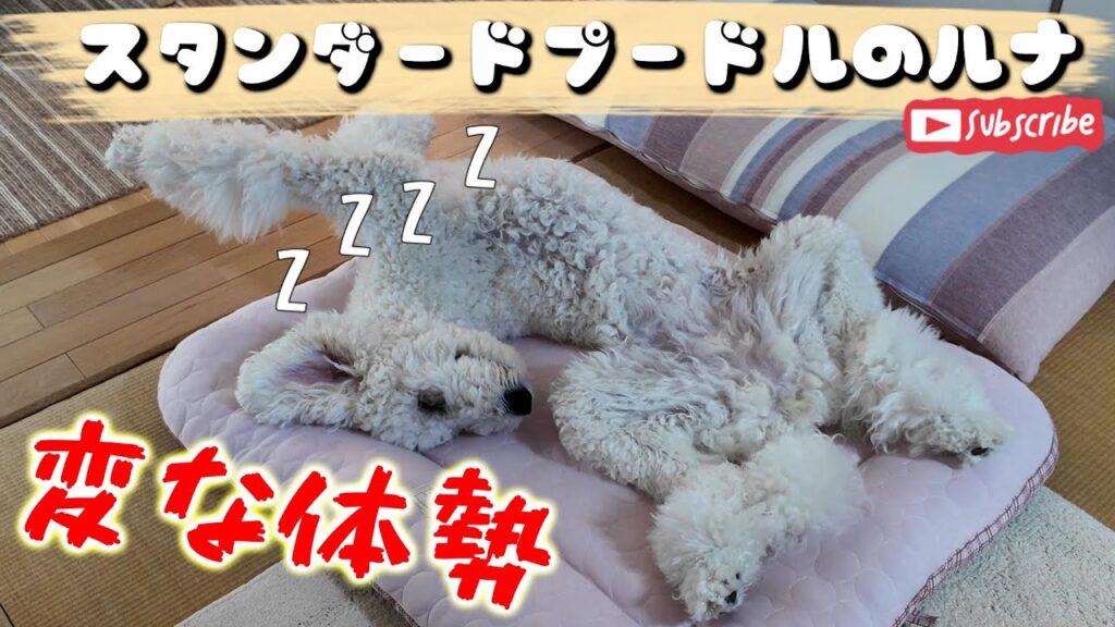 変な体勢で寝てるのが可愛いスタンダードプードルのルナ Luna, the cute standard poodle, sleeps in a funny position 変な体勢で寝てるのが可愛いスタンダードプードルのルナ Luna, the cute standard poodle, sleeps in a funny position