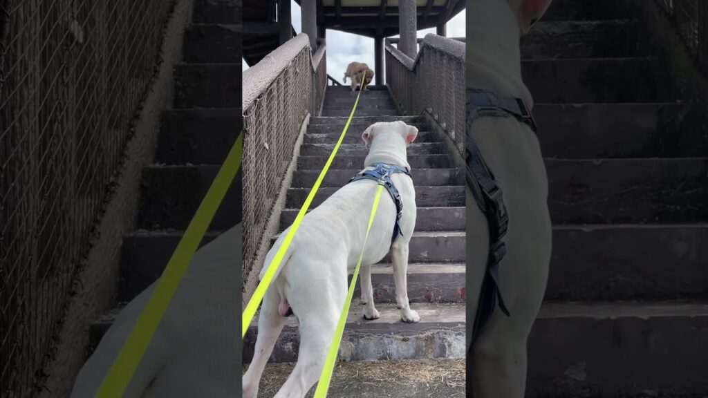 呼ばれた？　ゴールデンレトリバー　ボクサー犬
