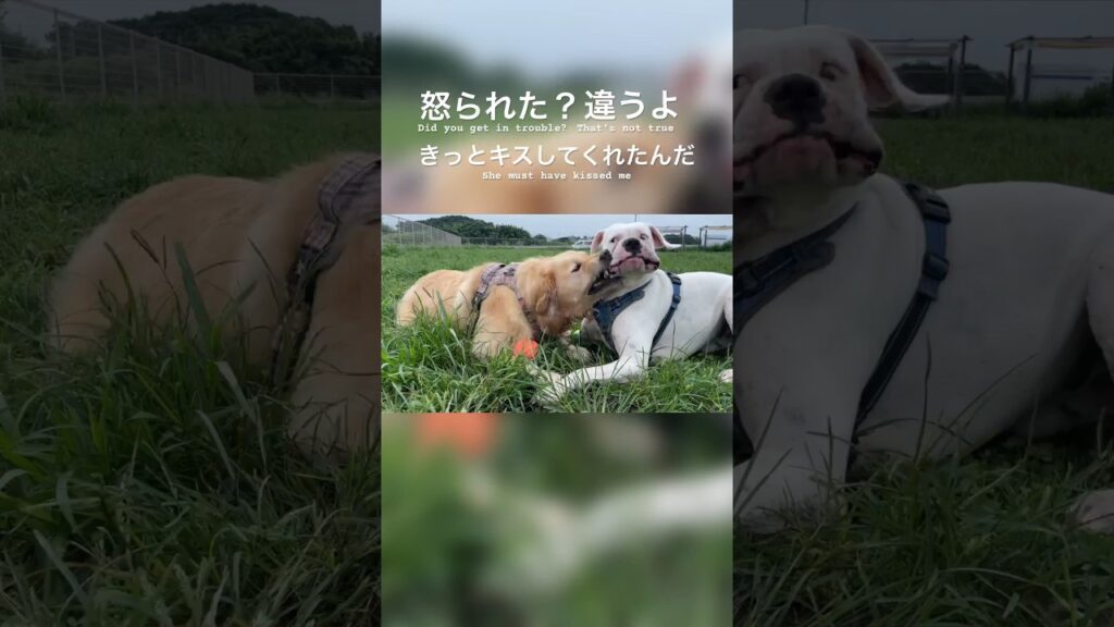 ゴールデンが大好きポジティブボクサー　ゴールデンレトリバー　ボクサー犬