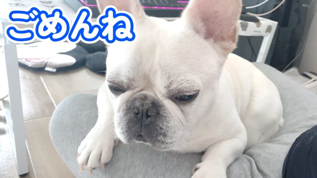 玄関に忘れ物しちゃった犬【フレンチブルドッグ frenchbulldog】 玄関に忘れ物しちゃった犬【フレンチブルドッグ frenchbulldog】