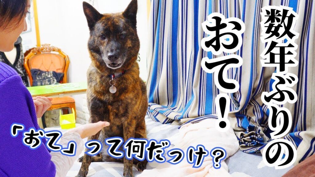 数年ぶりに「おて」をしてみたら…まさかの反応だった!【柴犬・甲斐犬】#甲斐犬 #柴犬 #vlog 数年ぶりに「おて」をしてみたら…まさかの反応だった!【柴犬・甲斐犬】#甲斐犬 #柴犬 #vlog