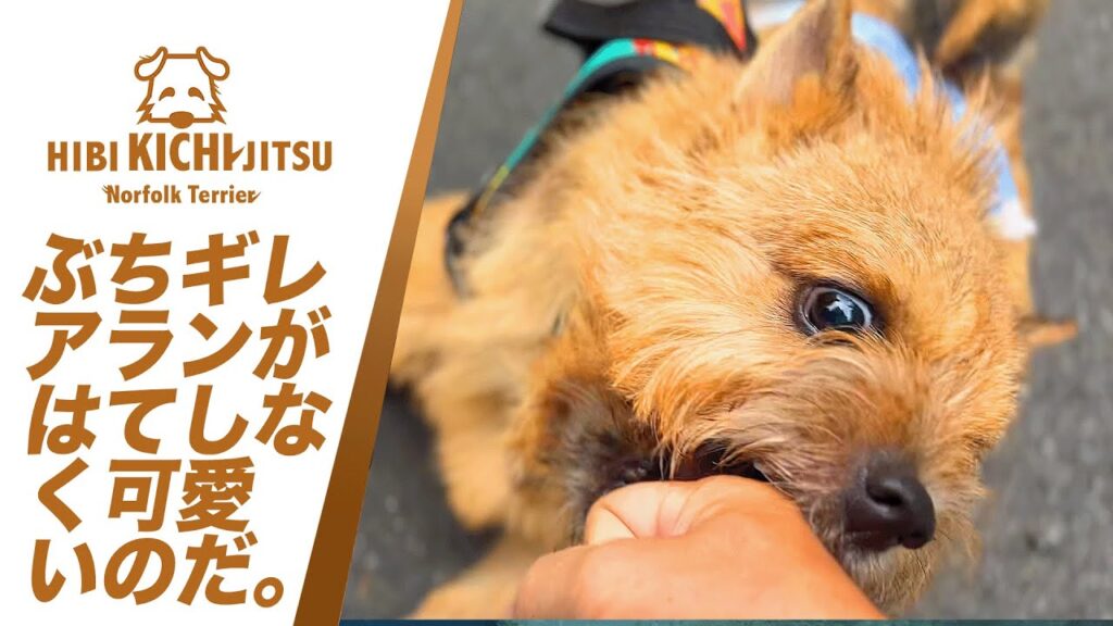 愛犬キチ  アランとナッツとパパ吉と・・【 plucking ノーフォークテリア norfolkterrier ノーリッチテリア norwichterrier】