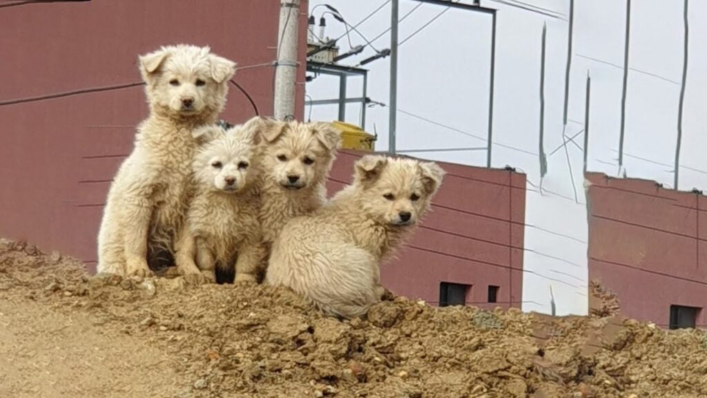 An abandoned mom and her puppies shiver in freezing cold, terrified and desperate waiting for help An abandoned mom and her puppies shiver in freezing cold, terrified and desperate waiting for help