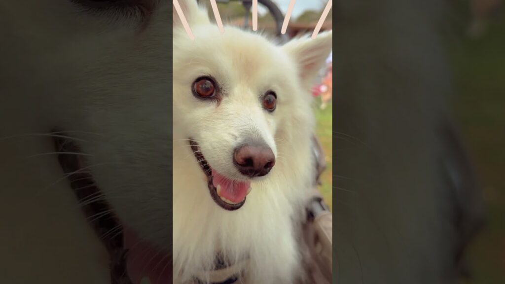 DOG＆FOOD FESTIVAL 2024 さくら宇宙公園 #Shorts #日本スピッツ #茨城 #高萩市