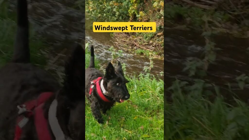 No Holding the Windswept Terriers 😍