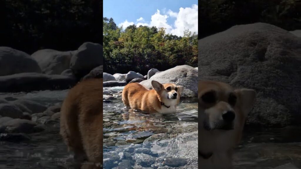水に浸かりに行ったコーギー / A corgi that went for a dip #shorts 水に浸かりに行ったコーギー / A corgi that went for a dip #shorts
