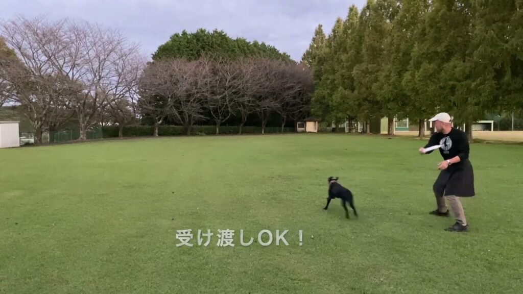 ラブラドールレトリーバーの子犬のぐーちゃんの練習動画です。生後281日目。今日はJFAのディスクでキャッチ練習です！だんだん距離の長いディスクもキャッチできるようになってきたぐーちゃんです♪