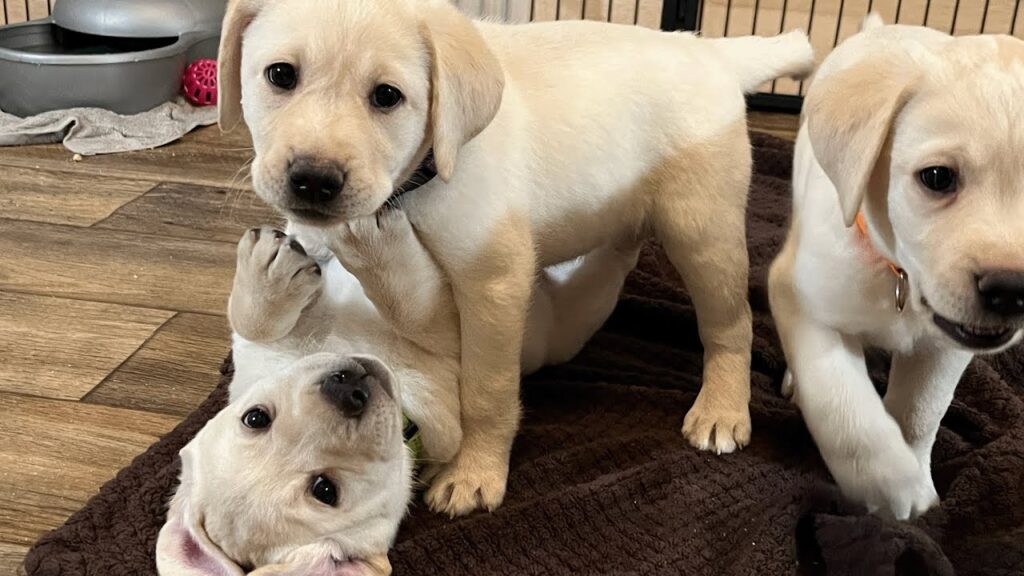 CHRISTMAS Labrador Puppies Weigh in at 6 weeks! Who Will be the Super Chonk  #puppy #labrador