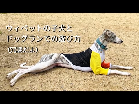 7ヶ月のウィペット・ドッグランでの走るスイッチの入れ方🐶/　7month old Whippet Sonata,How to keep her entertained at the dog park