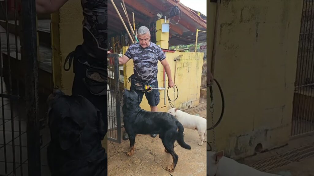 MAXIMUS, O ROTTWEILER: COBAIA NO PROCESSO DE SOCIALIZAÇÃO! MAXIMUS, O ROTTWEILER: COBAIA NO PROCESSO DE SOCIALIZAÇÃO!