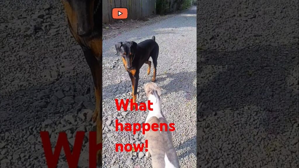 Shocking Moment! Dobermann and Whippet Dogs Faceoff! Shocking Moment! Dobermann and Whippet Dogs Faceoff!