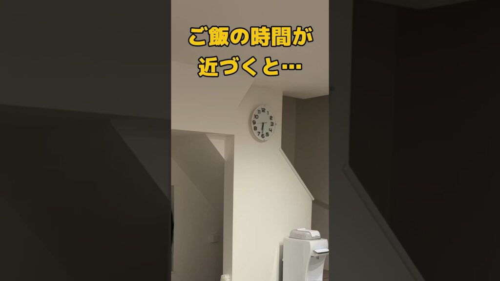 ご飯の時間には忠実なラブラドールレトリバー #shorts #shortvideo #ラブラドールレトリバー ご飯の時間には忠実なラブラドールレトリバー #shorts #shortvideo #ラブラドールレトリバー