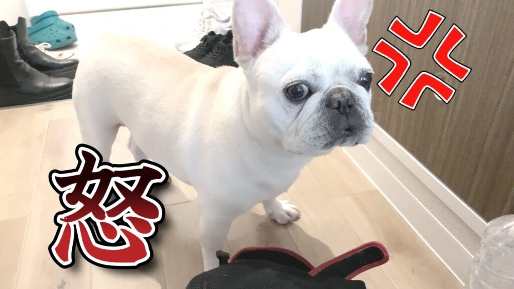 せっかち男とのんびり男【フレンチブルドッグ frenchbulldog】 せっかち男とのんびり男【フレンチブルドッグ frenchbulldog】