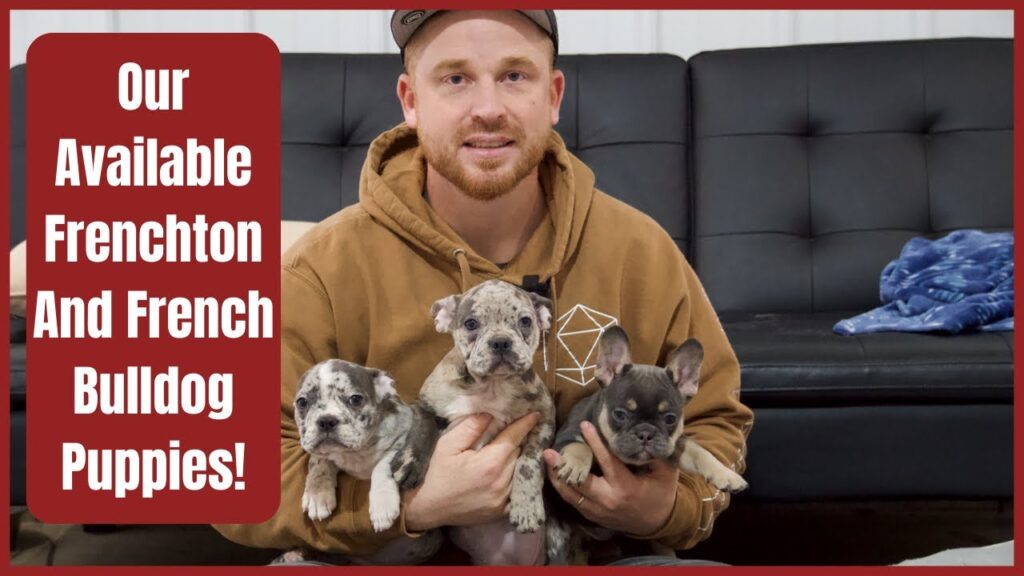 Our Available Frenchton And French Bulldog Puppies! Our Available Frenchton And French Bulldog Puppies!