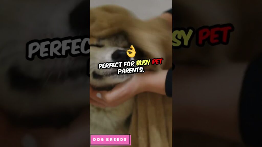 Dog Breeds That Need the Least Frequent Bathing #dog #shorts #shortvideo Dog Breeds That Need the Least Frequent Bathing #dog #shorts #shortvideo