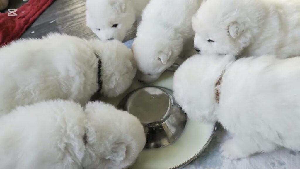Day 27: They drink a lot, and  of course they also pee a lot 😂 #samoyed #puppies #xirana