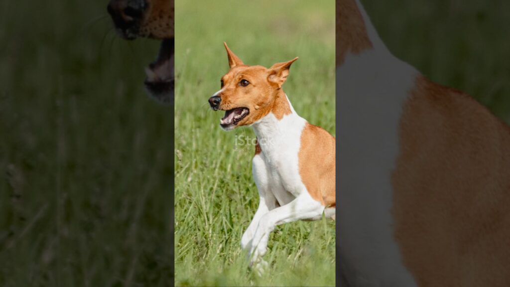 Top 10 Fastest Dog Breeds**! 🐕💨