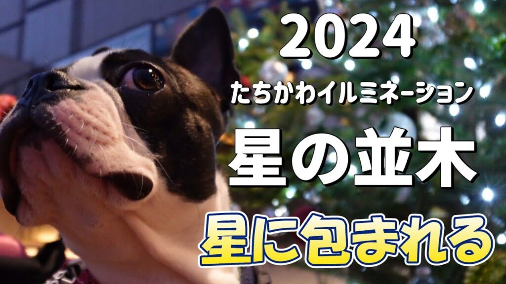 夜空の星に包まれたボステリ#bostonterrier #puppy #ボストンテリア #ボステリ #星の並木#2024#ドッグラン#クリスマス