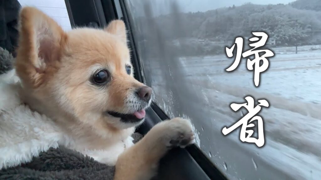 実家に帰れるのが嬉しくて愛犬がこうなりました…笑 実家に帰れるのが嬉しくて愛犬がこうなりました…笑