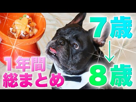 フレンチブルドッグココ誕生日　7歳→8歳の1年間！7歳総まとめ