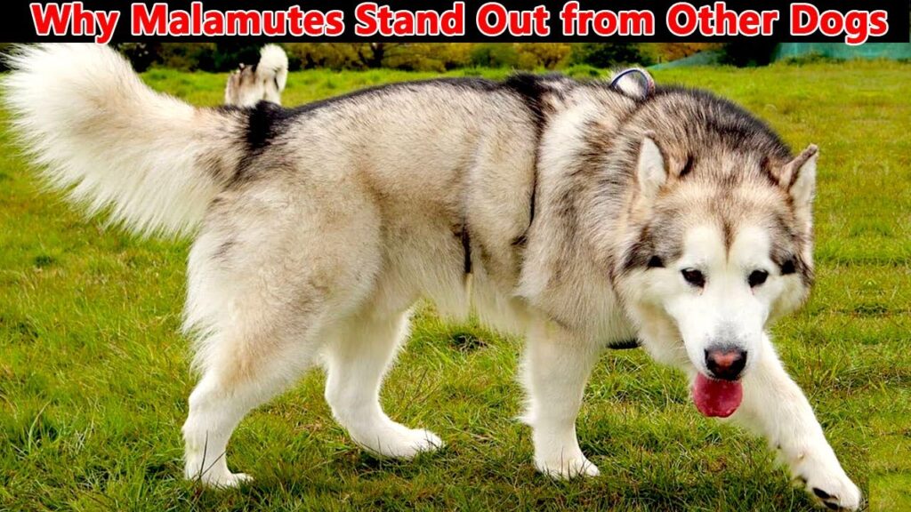 6 WAYS ALASKAN MALAMUTES DOGS ARE DIFFERENT FROM OTHER DOGS || Malamute Myths Debunked 6 WAYS ALASKAN MALAMUTES DOGS ARE DIFFERENT FROM OTHER DOGS || Malamute Myths Debunked