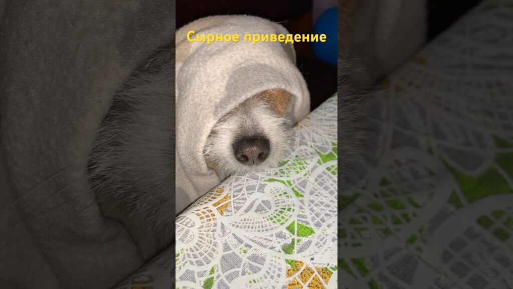 DIY. Ох уж этот нос! Сыр!!!🧀 Джек Рассел терьер.