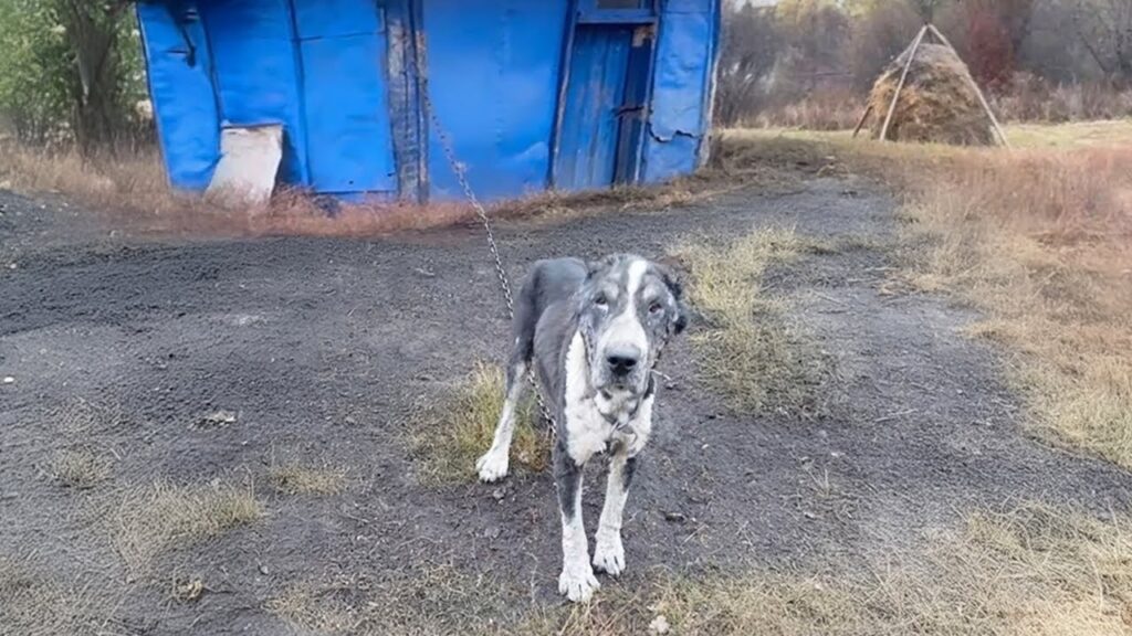 Chained for Life and Drained, Mama dog Pleads as her Puppies are Taken Away Chained for Life and Drained, Mama dog Pleads as her Puppies are Taken Away