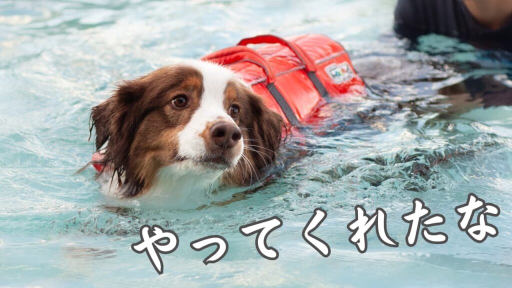 なかなかプールに飛び込めない愛犬を、とんでもない方法で飛び込ませる鬼畜お父さん|オーストラリアンシェパード なかなかプールに飛び込めない愛犬を、とんでもない方法で飛び込ませる鬼畜お父さん|オーストラリアンシェパード