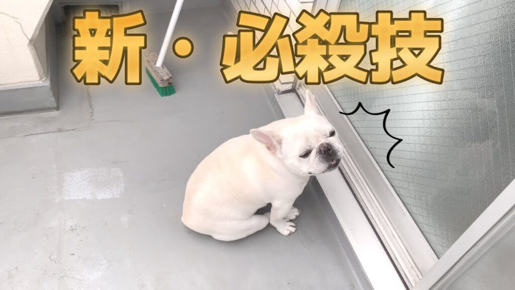 ぽーちゃんがたまーに魅せる必殺技!みんなにも見て欲しい!【フレンチブルドッグ frenchbulldog】 ぽーちゃんがたまーに魅せる必殺技!みんなにも見て欲しい!【フレンチブルドッグ frenchbulldog】