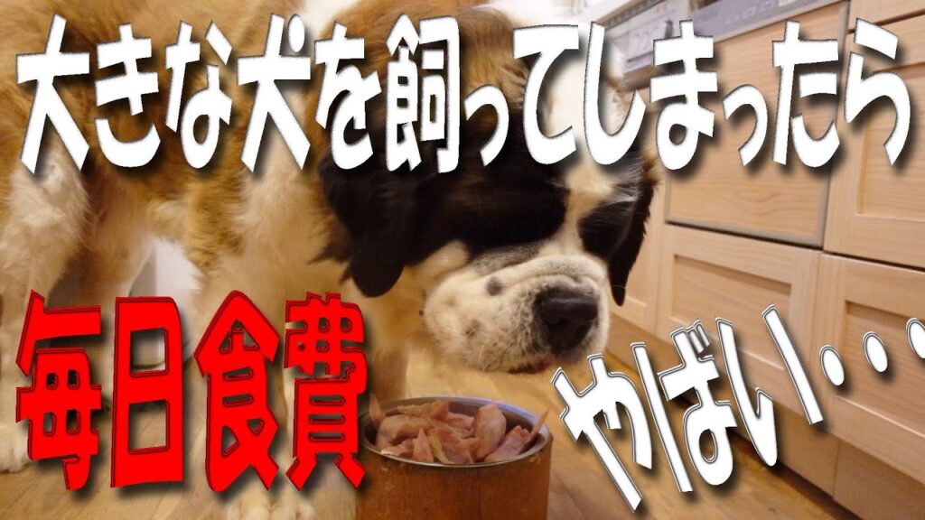 【体重８０㎏】食費がやばい！食べっぷりがすごい！毎日生肉２キロ完食！超大型犬のセントバーナードのお食事　保護猫とペキニーズもいるよ　　Saint Bernard