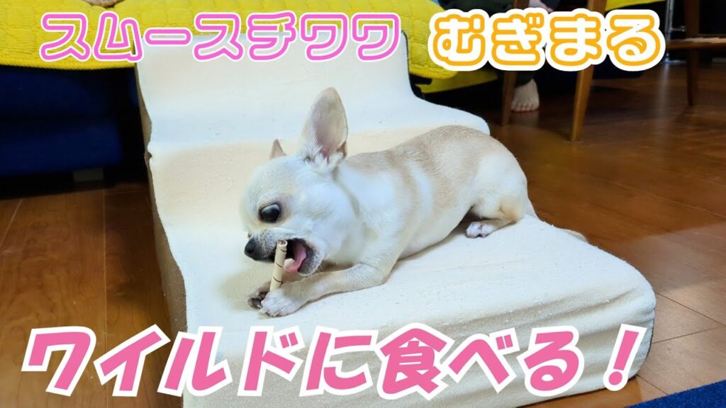 【スムースコート チワワ】上手に持って食べる歯磨きおやつ(#19) 【スムースコート チワワ】上手に持って食べる歯磨きおやつ(#19)