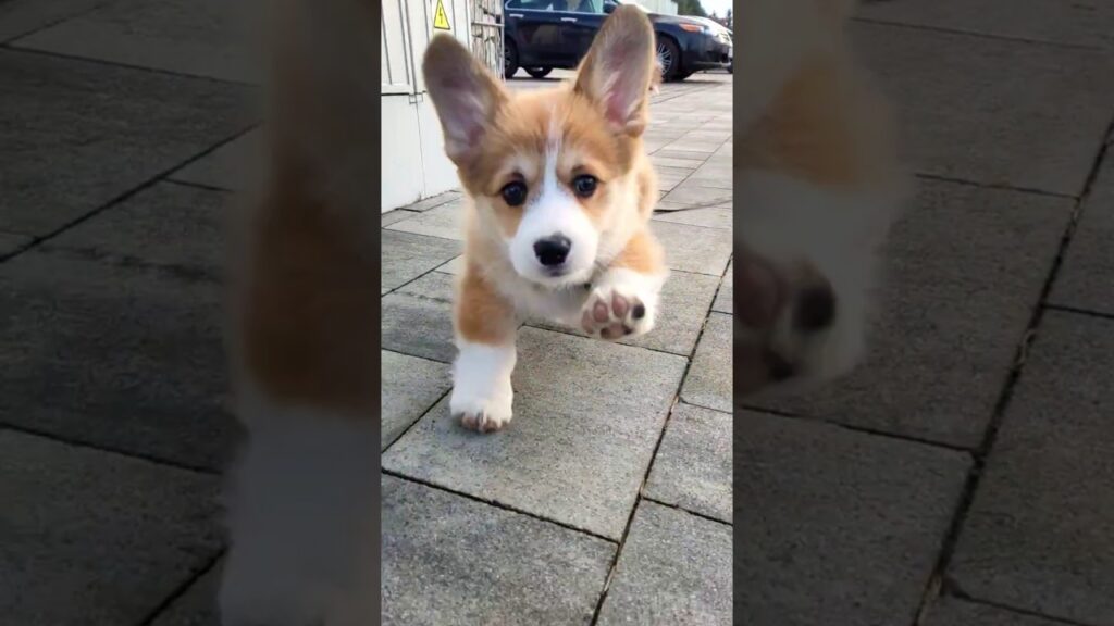 My Corgi Shakes… Off! 🐶😂 #corgi #puppy #pets #dogs My Corgi Shakes... Off! 🐶😂 #corgi #puppy #pets #dogs